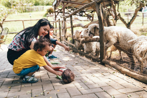 istock asian mother with her kids  feeding sheep 1620866151