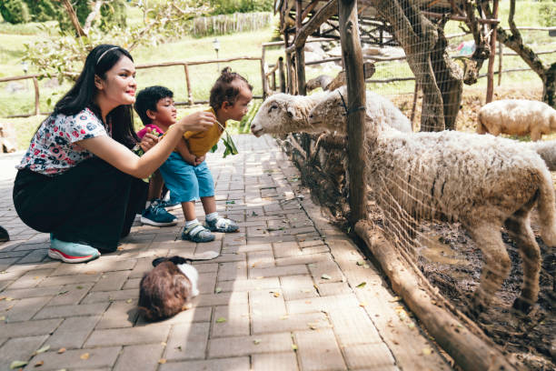 istock asian mother with her kids  feeding sheep 1620866156