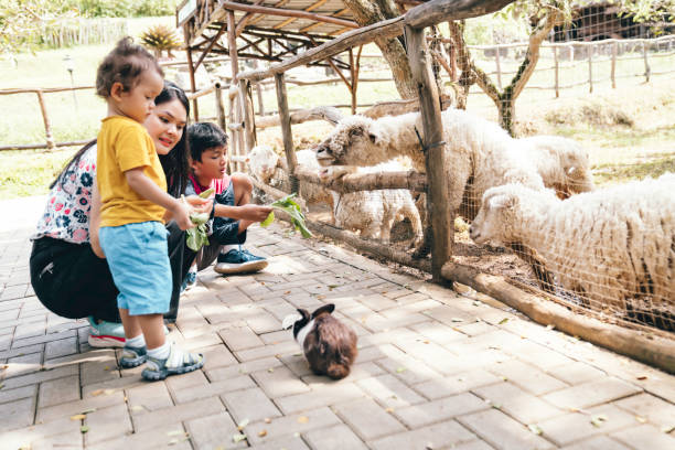 istock asian mother with her kids  feeding sheep 1620866158