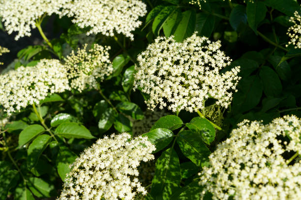 istock blooming elderberry inflorescence of a tree, close-up shot 1620877195