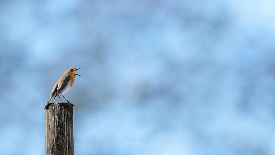 A European robin ( Erithacus Rubecula ) singing on a wooden pole , blue background,  minimalism, copy space, negative space, large size, horizontal