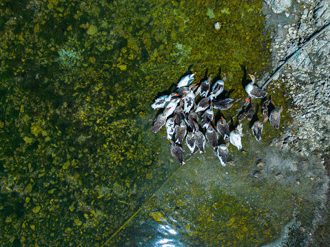 Flock of ducks at the edge of lake.