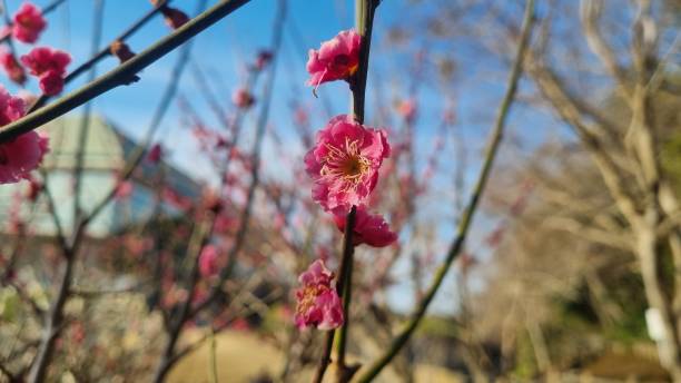 istock Cherry blossom closeup (sakura) 1620882760