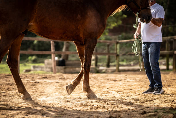Low section of a man holding his horse on a stable