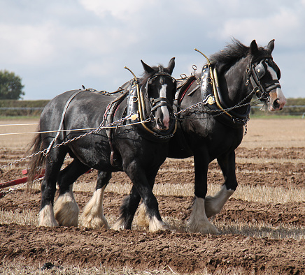 Two Large Farm Working Shire Horses Ploughing a Field.