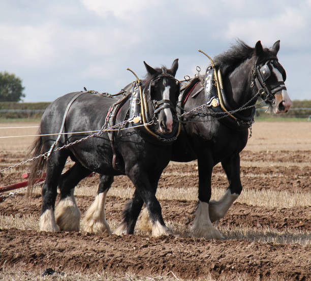 Working Shire Horses. stock photo