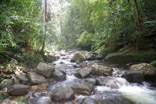 istock Sinharaja forest reserve in Sri Lanka 1620888891