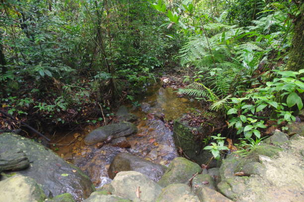 istock Sinharaja forest reserve in Sri Lanka 1620889481