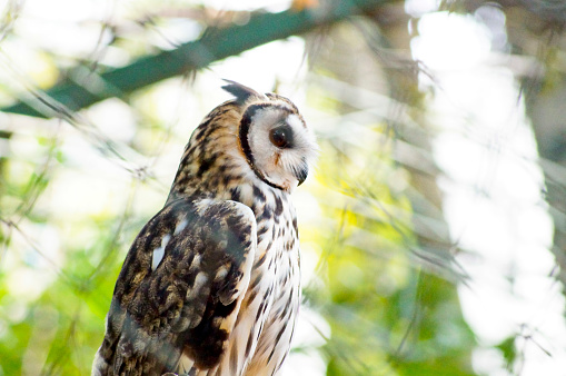 medium-sized owl with large ear tufts