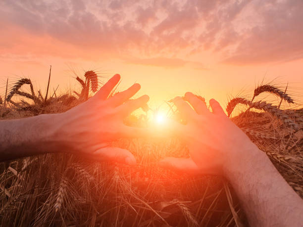 istock Hand touching wheat crops in golden hour, sunset, sunrise time. 1620895733