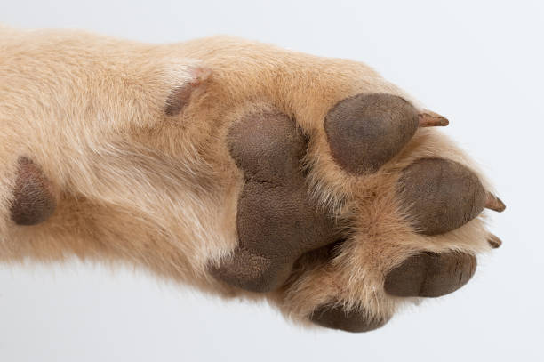 istock Dog paw with brown hair 1620898988