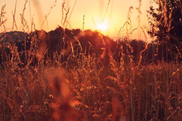 istock Summertime golden colors on a meadow. 1620909794