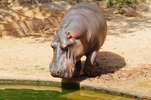 istock large brown hippopotamus, in a sunny environment with water 1620911002