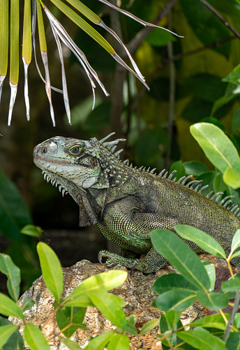 Wild Green Iguana at Trunk Bay on the tropical Caribbean island of St. John in the US Virgin Islands