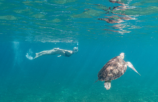 White Woman Tourist diving Red Sea underwater with the  Wild Sea Turtles near Marsa Alam, Egypt