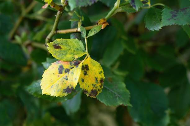 istock Diplocarpon rosae, rose black spot disease 1620916150