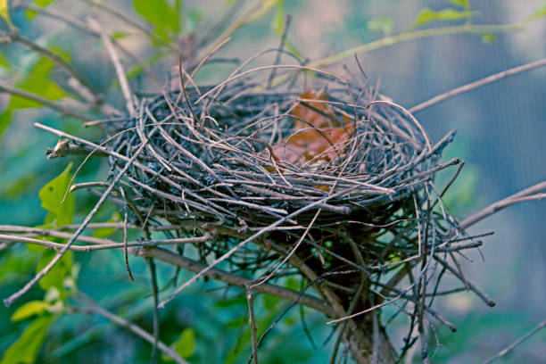 Nest of bulbul bird