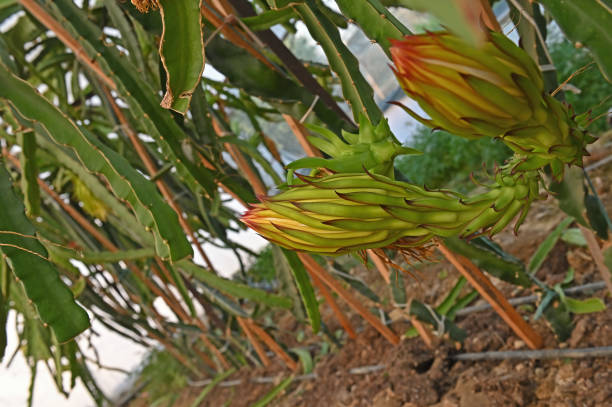 istock Pitaya plant and blossom on it. 1620919479