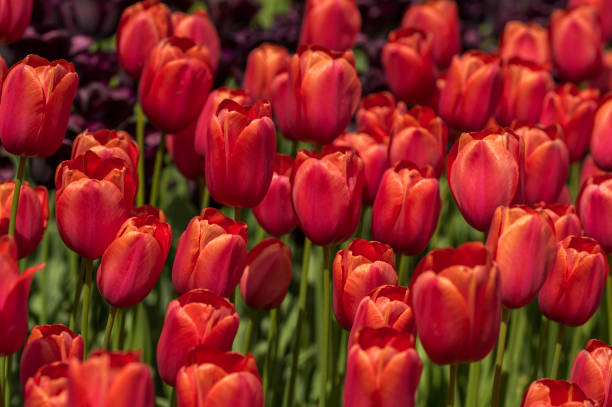 istock blooming red tulips outdoors, close-up shot 1620924486