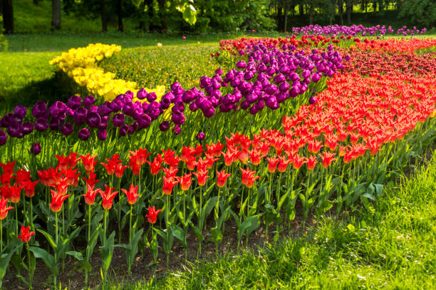 istock multi-colored tulip flowers bloom in a recreation park in landscape design 1620924548