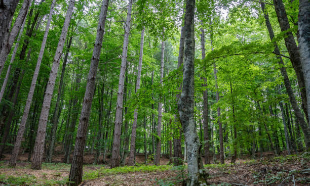 istock Beech tree in forest background. Dense nature landscape, fir, spruce tree, under view. Space 1620925643