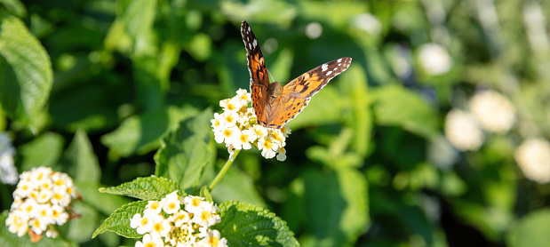 Vanessa Cardui or Painted Lady butterfly on white blooming Lantana Camara Verbenaceae flower. Blur nature background, pollination, close up.