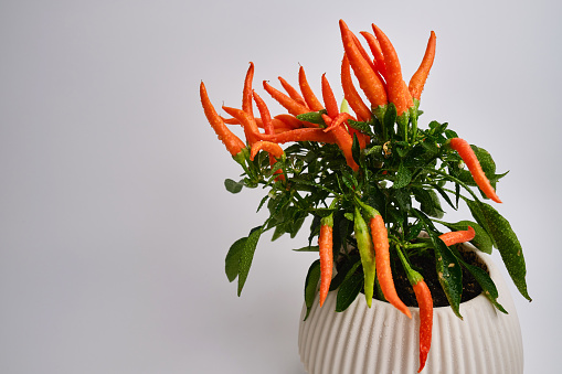 Potted plant of hot chili pepper on a light background. Ripening pepper pods. Home plant. Copy space