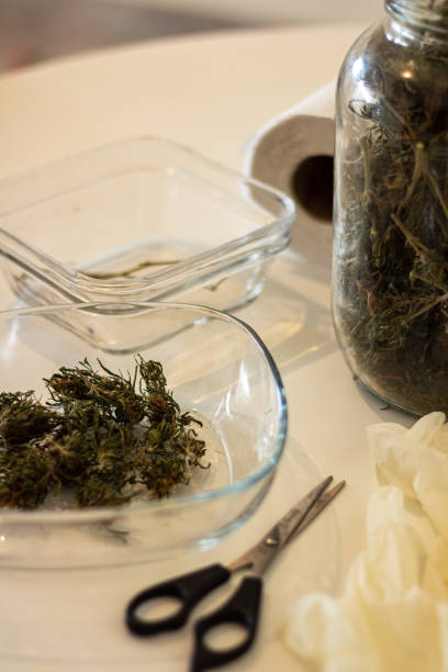istock Trimming marijuana flowers 1620927413