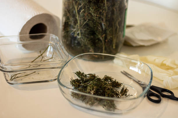 istock Trimming marijuana flowers 1620927414