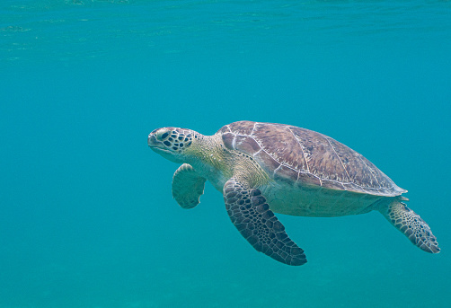Green sea turtle in the beautiful secluded Salt Pond Beach on the tropical Caribbean island of St. John in the US Virgin Islands