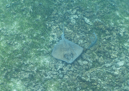 Stingray in the beautiful secluded Salt Pond Beach on the tropical Caribbean island of St. John in the US Virgin Islands