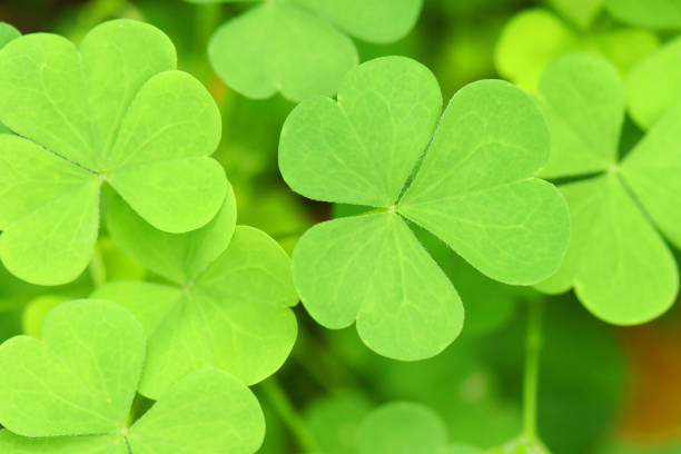 istock Green three-leaved shamrocks (Oxalis acetosella). Wood sorrel background. 1620936283