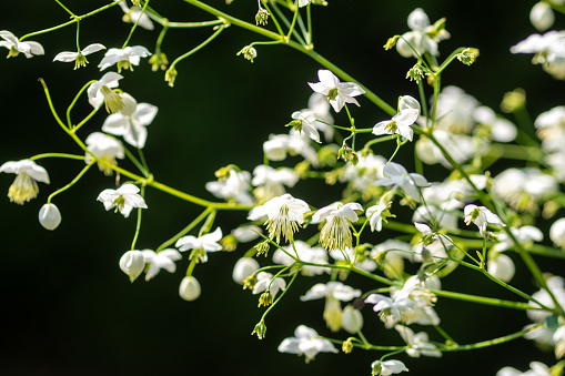 August 2023: Close-up of white Thalictrum Flowers
