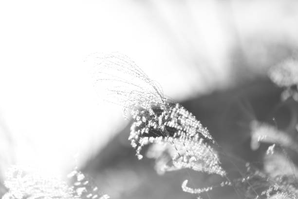 istock flowering of new tree branch from leaves 1620941810