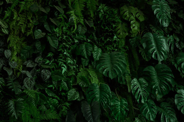 istock abstract green leaf texture, tropical leaf foliage nature dark green background 1620952159
