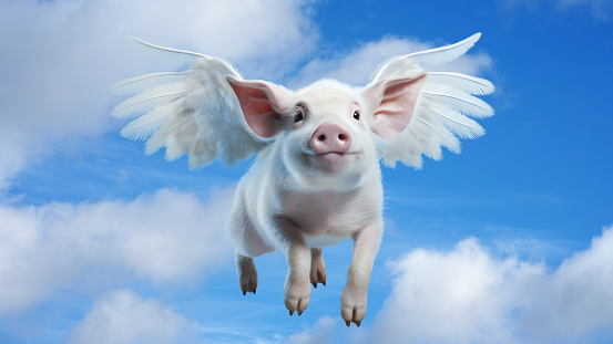 A Flying Pig.