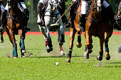 Horses Polo Run In The Game.