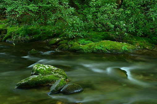 Closeup of crystal clear stream flowing over rocks surrounded by lush moss and foliage in the Great Smoky Mountains
