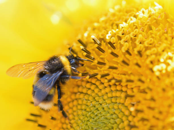 istock Single Bumble or honey bee on Sunflower 1620975219