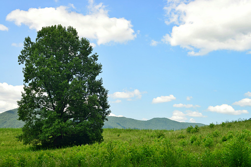 Single tree in a meadow at Cades Cove in the Great Smoky Mountains National Park