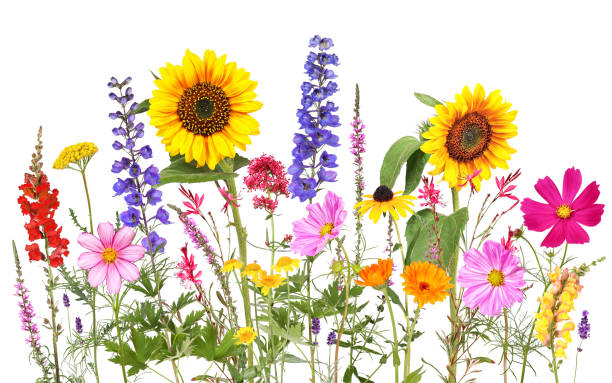 istock Colorful summer flowers with isolated background 1620979068