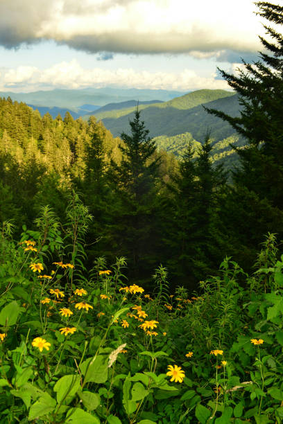 View from New Found Gap in the Great Smoky Mountains with coneflowers and evergreen trees in the foreground