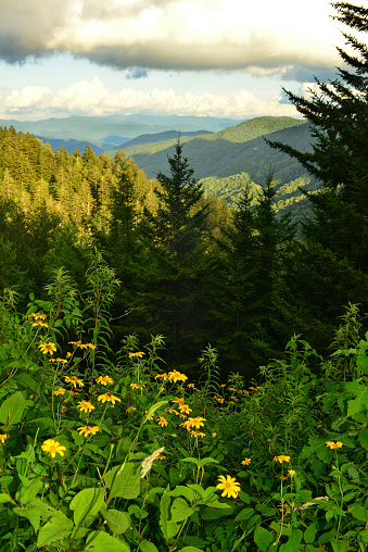 View from New Found Gap in the Great Smoky Mountains with coneflowers and evergreen trees in the foreground