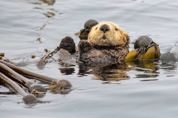 istock Sea Otter Floating in a Bed of Kelp 1620990294