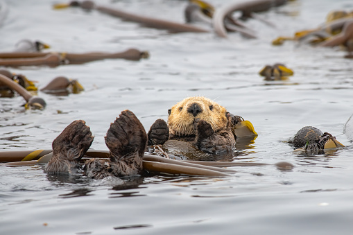 A sea otter floating in a bed of kelp off of the coast of British Columbia