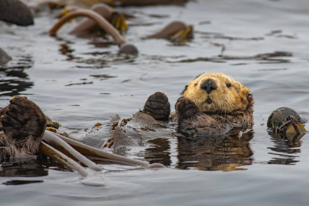 istock Sea Otter Floating in a Bed of Kelp 1620990821