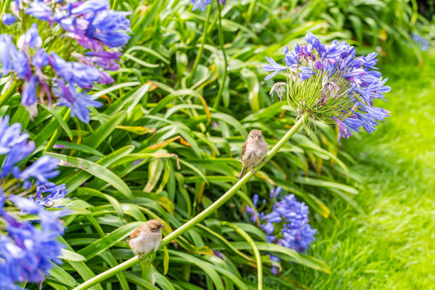 A couple of Wrens perched on an Agapanthus plant in The Isles of Scilly, Cornwall.