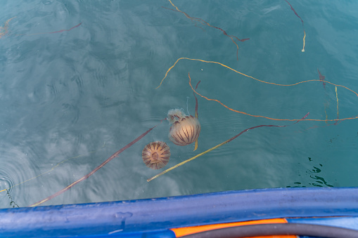 Jellyfish captured from a boat on The Isles of Scilly, Cornwall, UK.