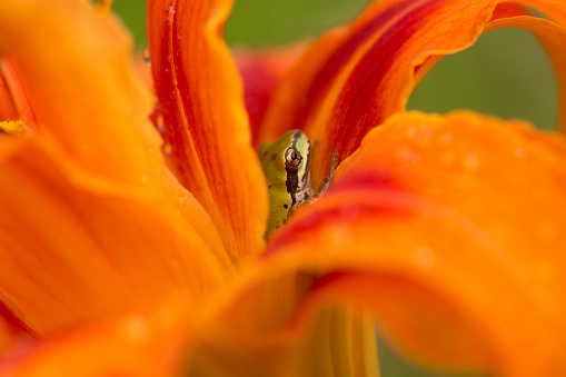A tiny Pacific chorus frog hides between petals of an orange daylily