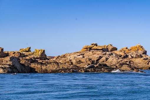 A pod of seals resting on the rocks on the Eastern Isles in The Isles of Scilly, Cornwall, UK.